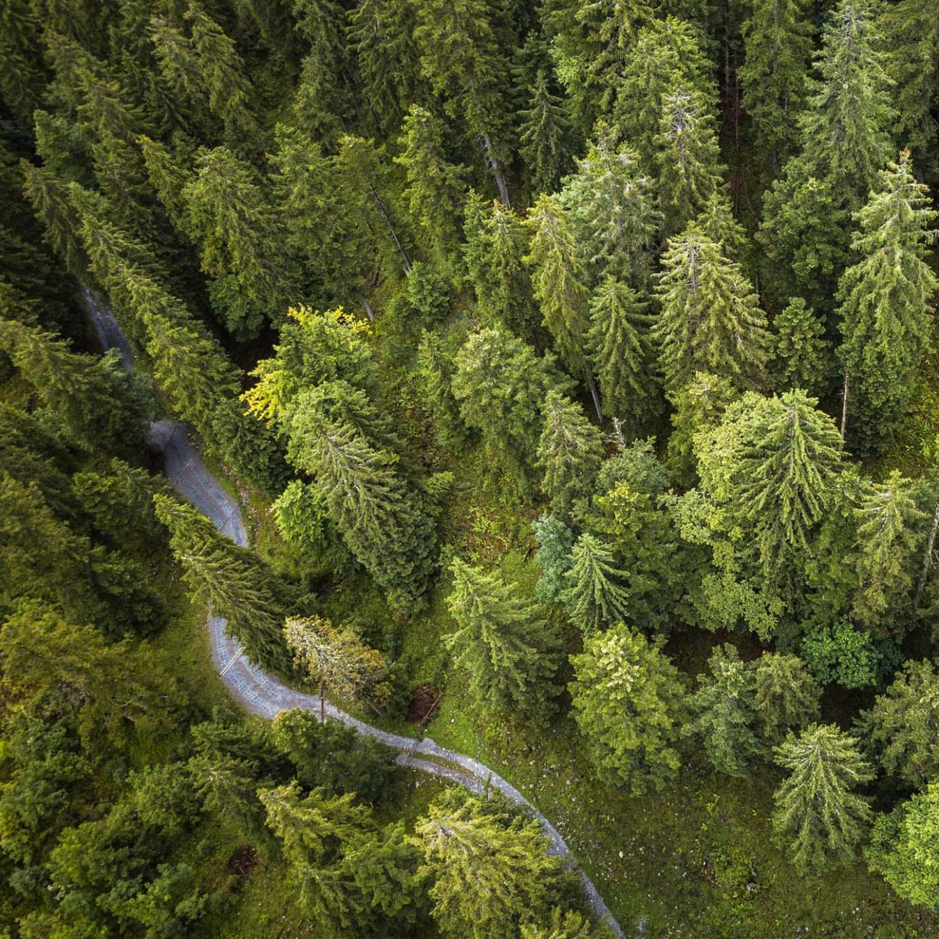 91% precision in detecting bark beetles to protect forests