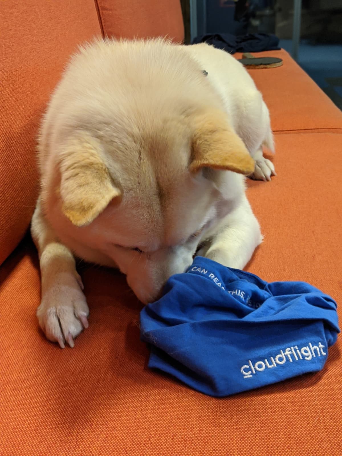 Foto von Kaya, unserem Office-Hund