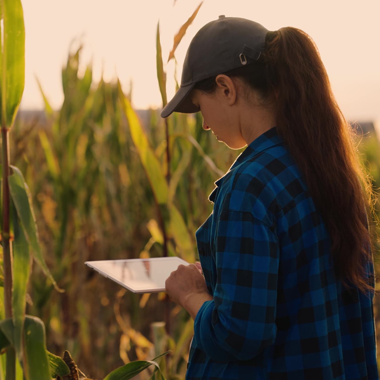 Smart farming solution for agriculture